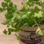 Cilantro – Santo – 6.5″ Pot